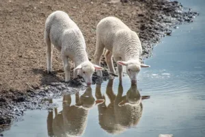 La laine et la consommation d’eau douce, très variable mais parfois intense.