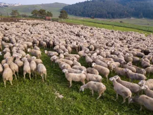 Laine et les cycles biogéochimiques de l’Azote et du Phosphore : un impact important selon les usages et les sols